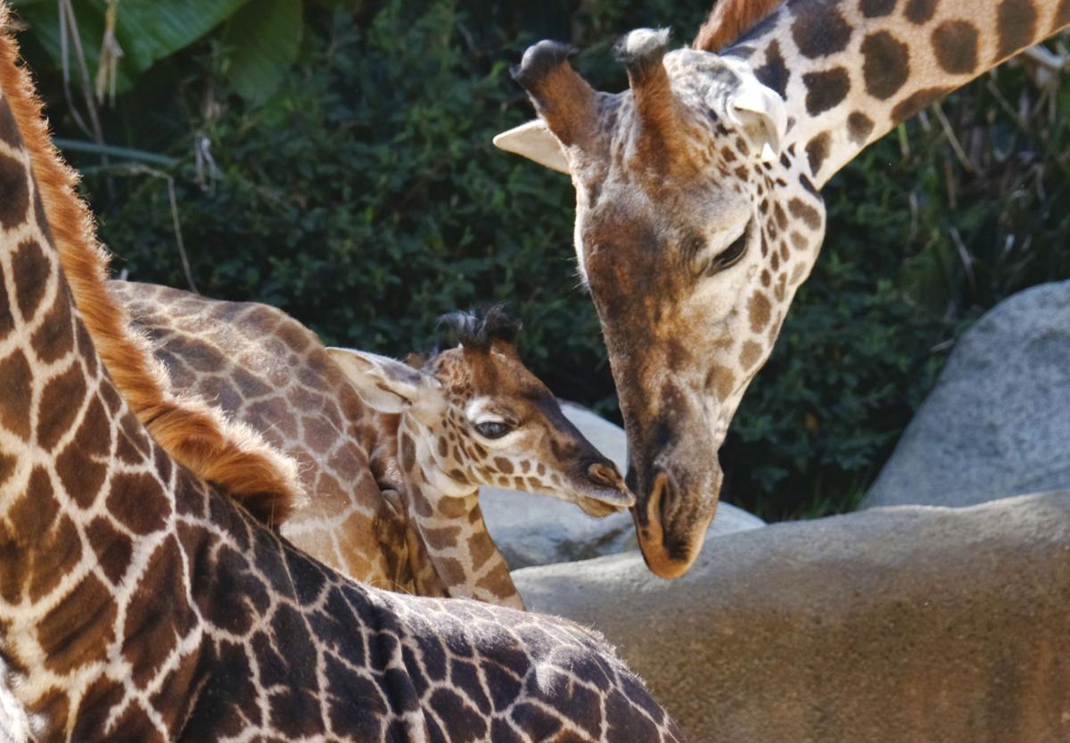 Baby Giraffe