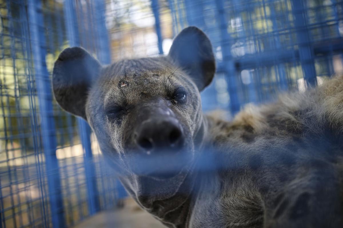 Turkey Syria Zoo Photo Gallery