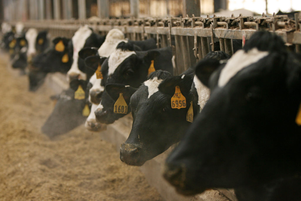 Wisconsin, New York seek USDA aid for dairy farmers impacted by new ...