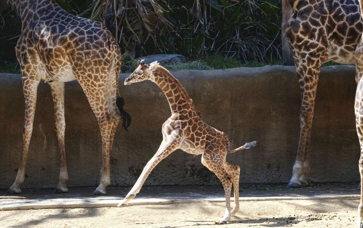 Baby Giraffe
