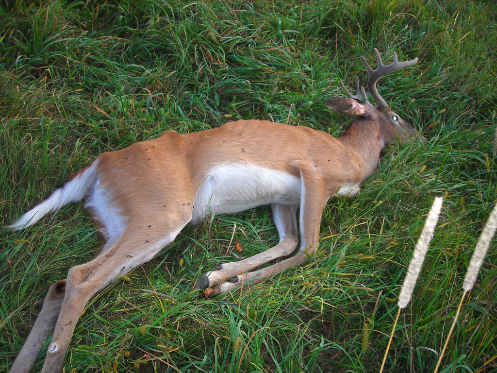 Bill Lueders: Deer disease keeps worsening in Wisconsin ... - 1024 x 768 jpeg 291kB