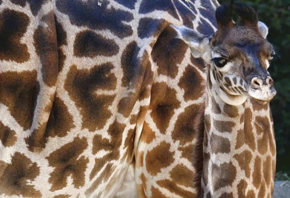 Baby Giraffe