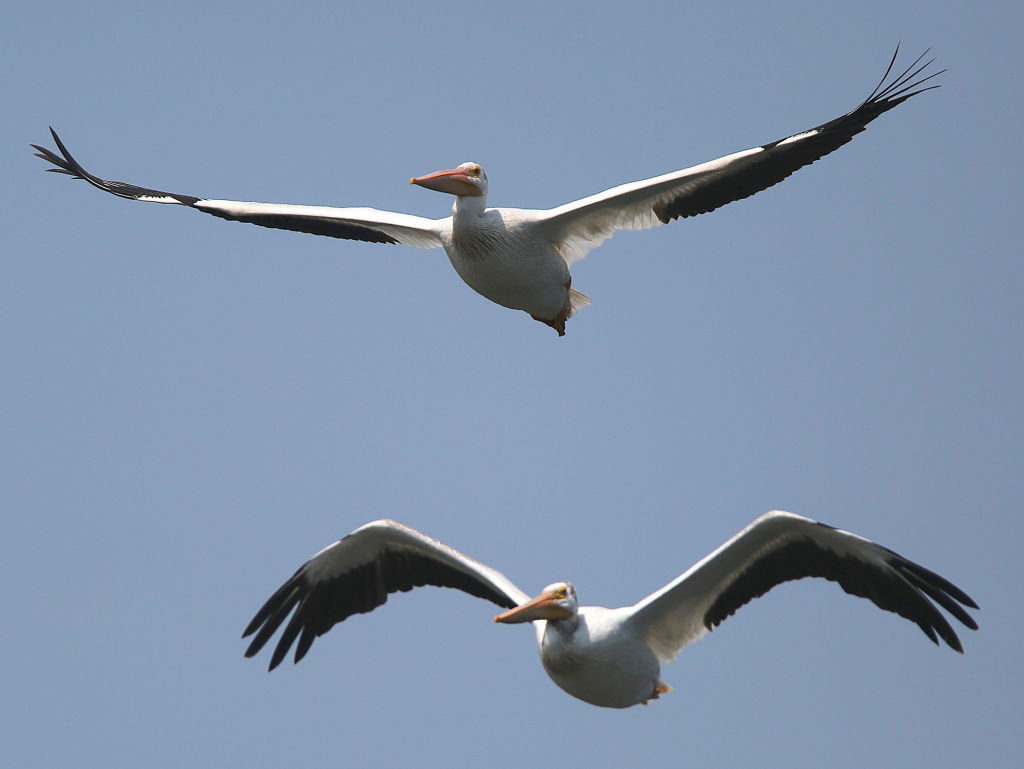 eat to pelicans 5 how flying home to pelicans Beaver Dam Madison On also Wisconsin: eat to pelicans 5 how flying home to pelicans Beaver Dam Madison On also Wisconsin: