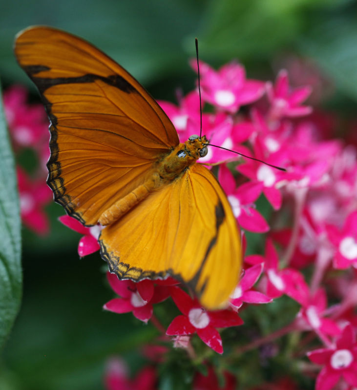 Photos Blooming Butterflies at Olbrich Local News