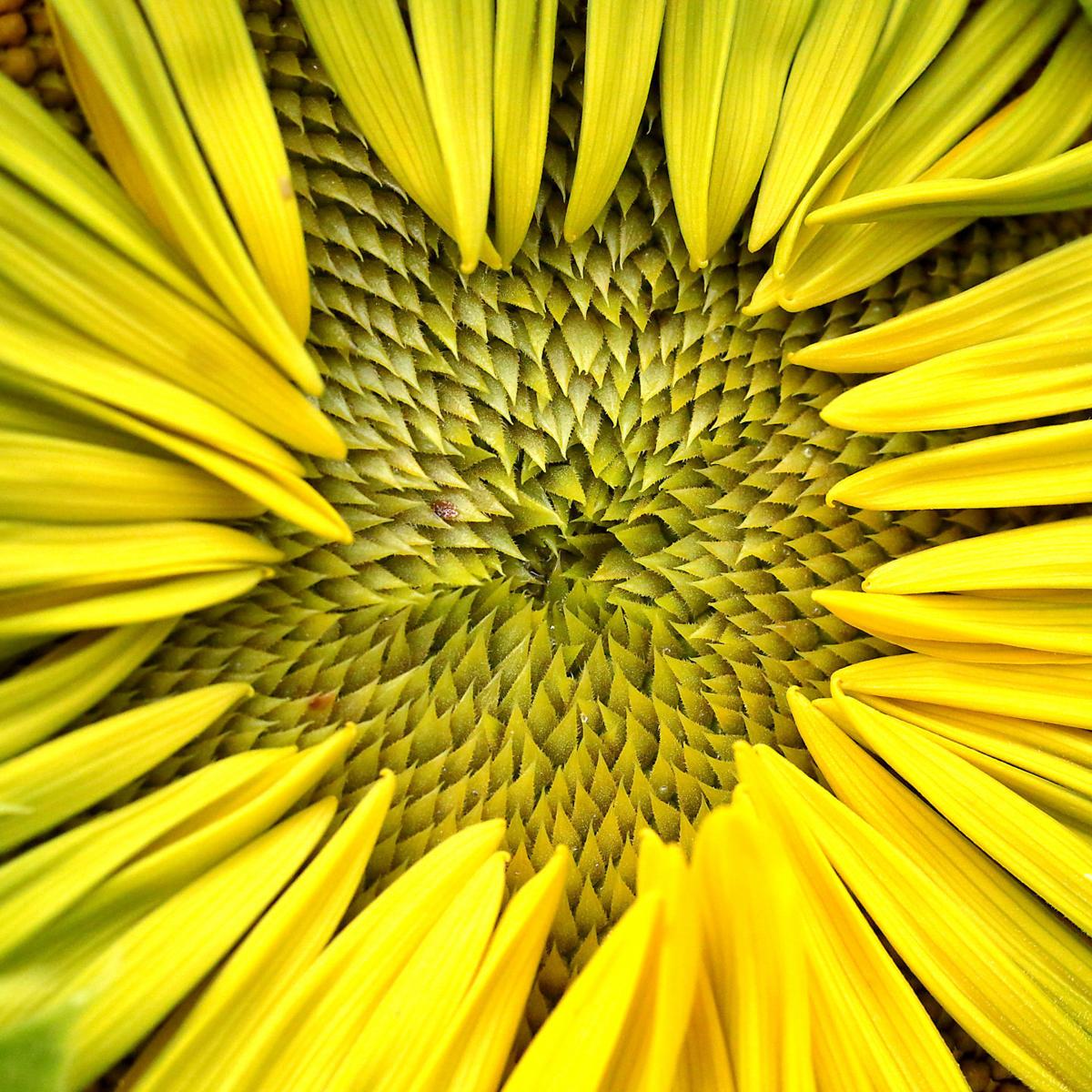 Pope Sunflowers 12-08112017162644