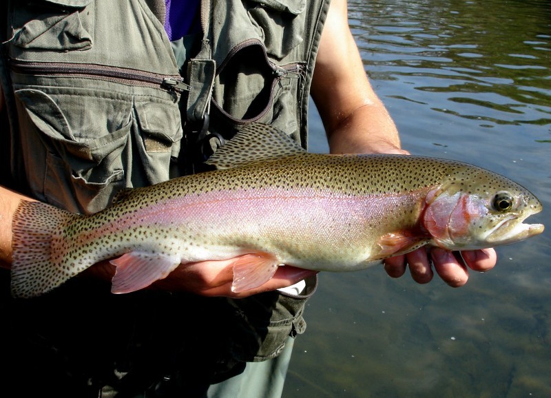 Outdoors: Fall colors near peak, inland trout season wraps up ...