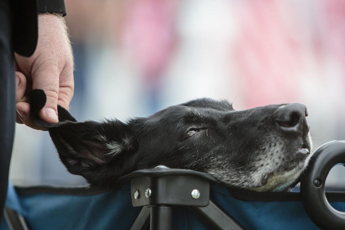 Military Dog Farewell