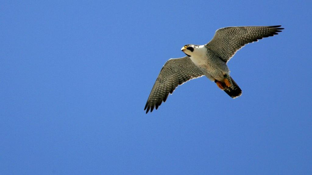 MGE's peregrine falcon chicks leave the nest | Local News ... MGE's peregrine falcon chicks leave the nest | Local News ... - 1024 x 576 jpeg 30kB