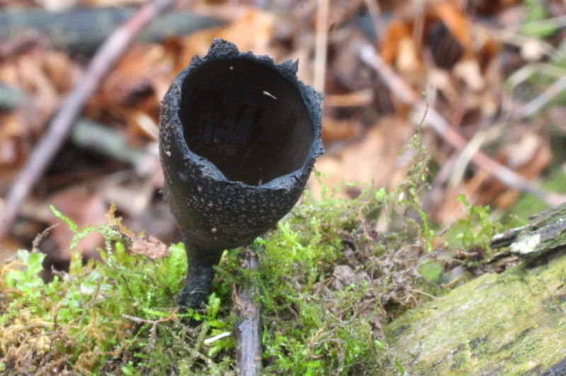 Jerry Davis Time to hunt for morels at hand or is it? Outdoors