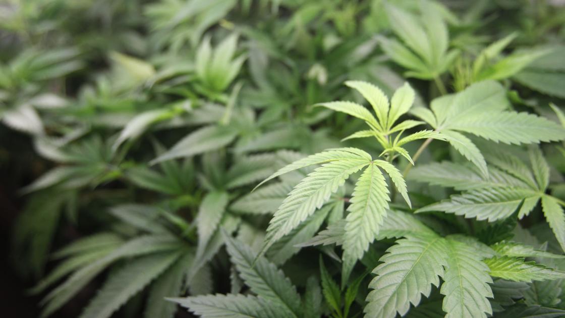 marijuuana should remain illllegal Regarding the associated press article judge: federal law trumps montana's medical pot law, from jan 23:. marijuuana should remain illllegal Regarding the associated press article judge: federal law trumps montana's medical pot law, from jan 23:.