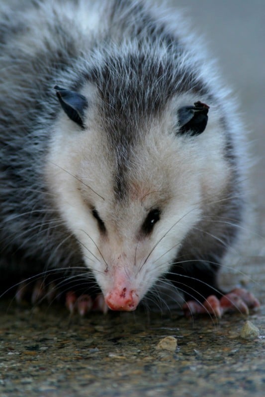 Outdoors: Wisconsin's Virginia opossum sign of spring? | Outdoors ...