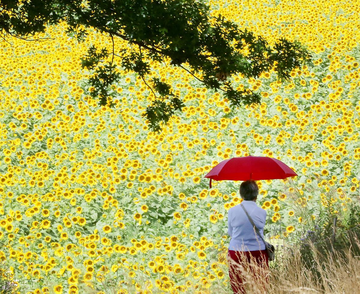 Photos Sunflower Days at Pope Farms Conservancy Local News host