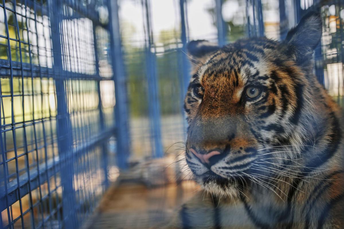 Turkey Syria Zoo Photo Gallery