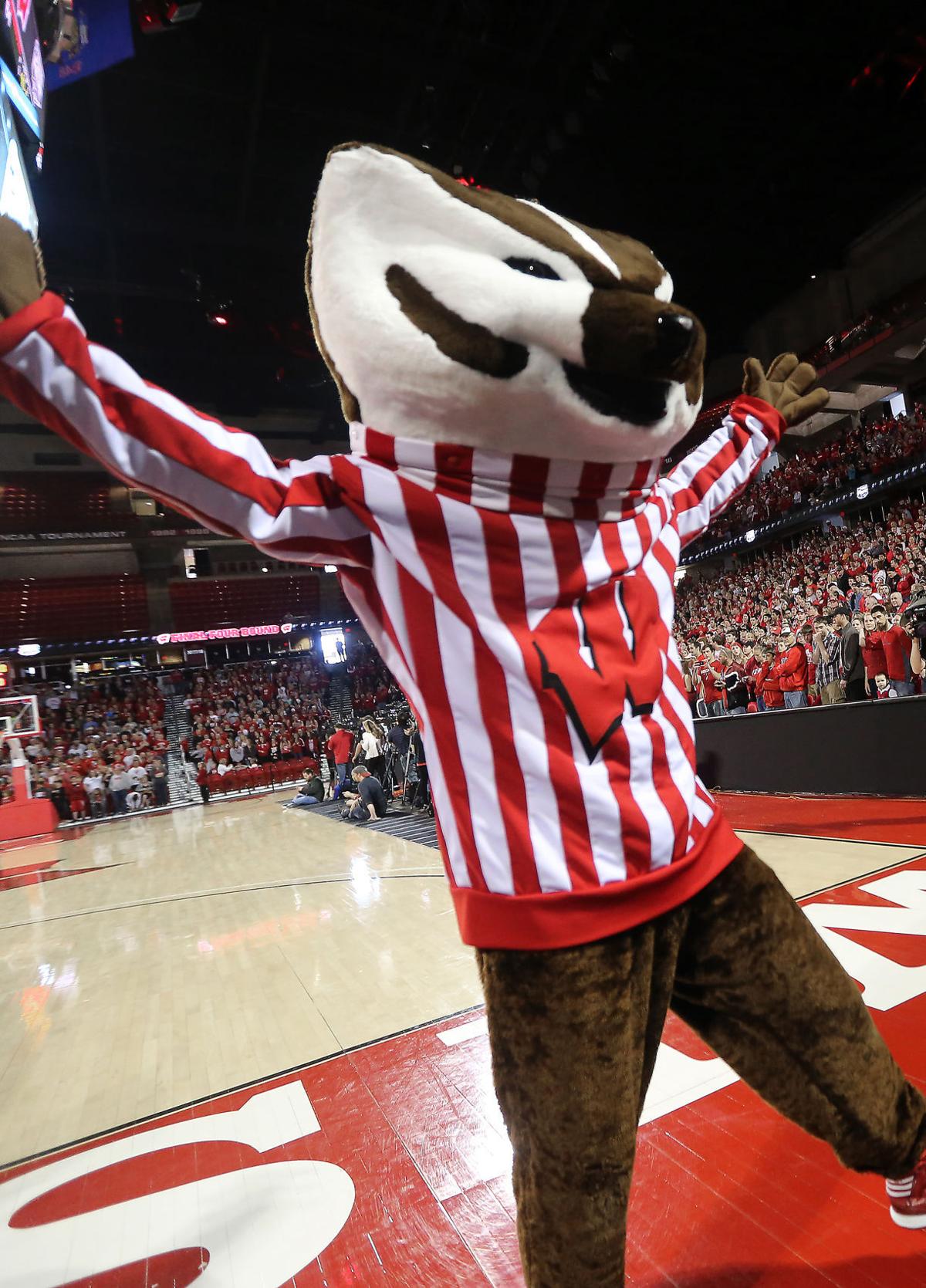 stuffed bucky badger