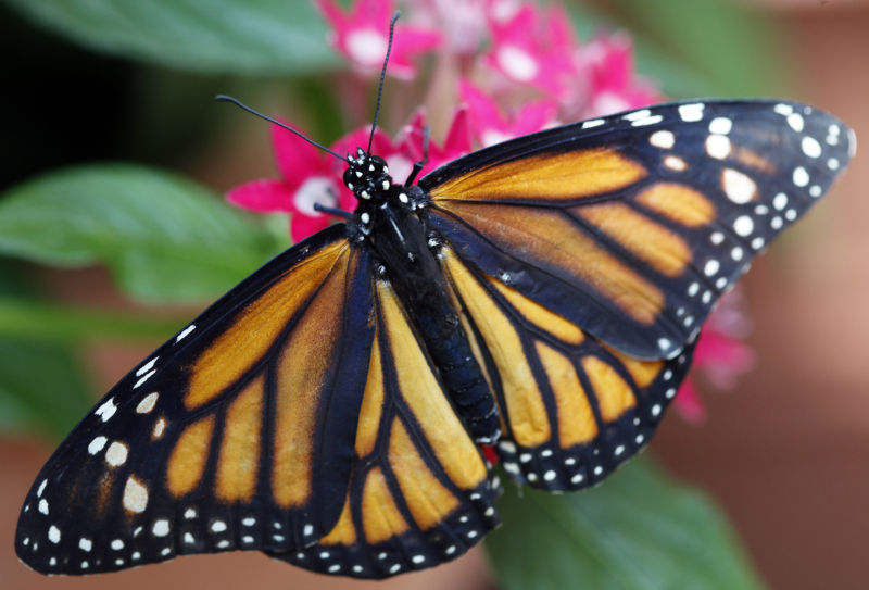 Photos Blooming Butterflies at Olbrich Local News