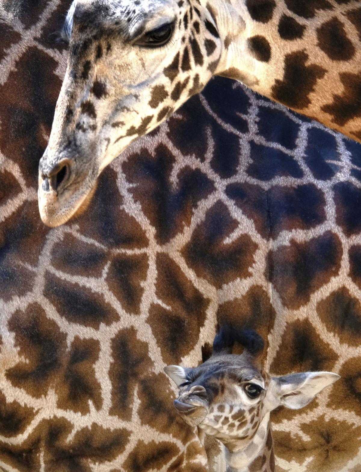 Baby Giraffe