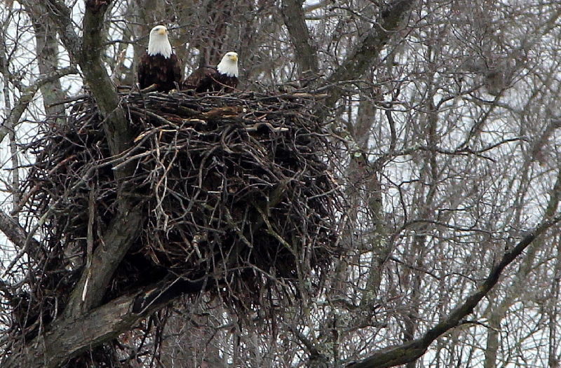 Fields and Forests: Decorah eagle cam no-go | Outdoors | host.madison.com