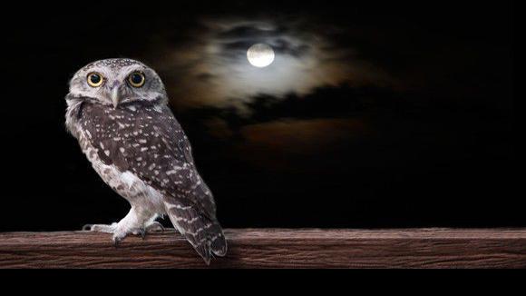 The Best Jobs for Night Owls - Madison.com