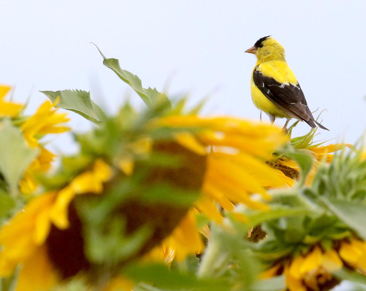 Pope Sunflowers 09-08112017162644