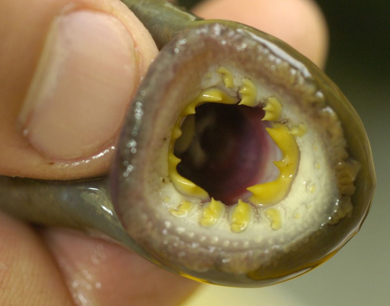 State senator’s bill aims to reel in ‘rotten invasive’ sea lamprey ...