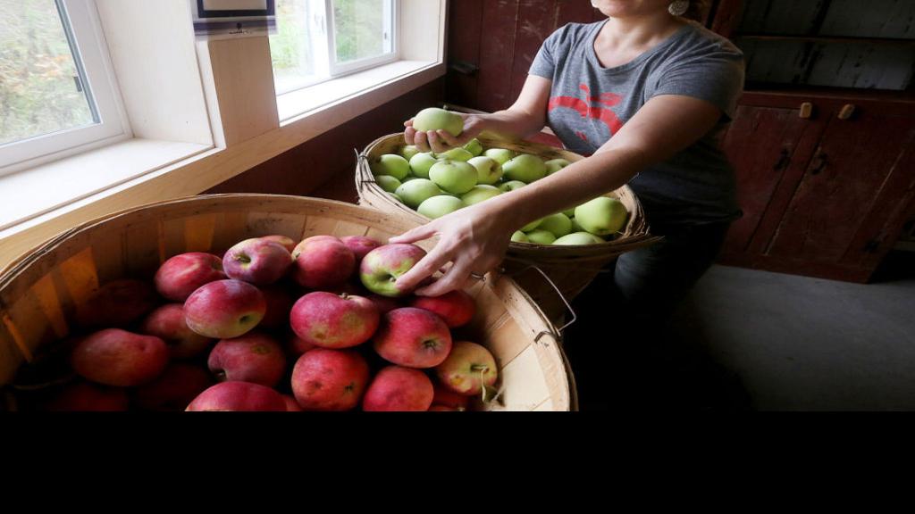 Making the most of apple season Lifestyles Food, Home, Health host