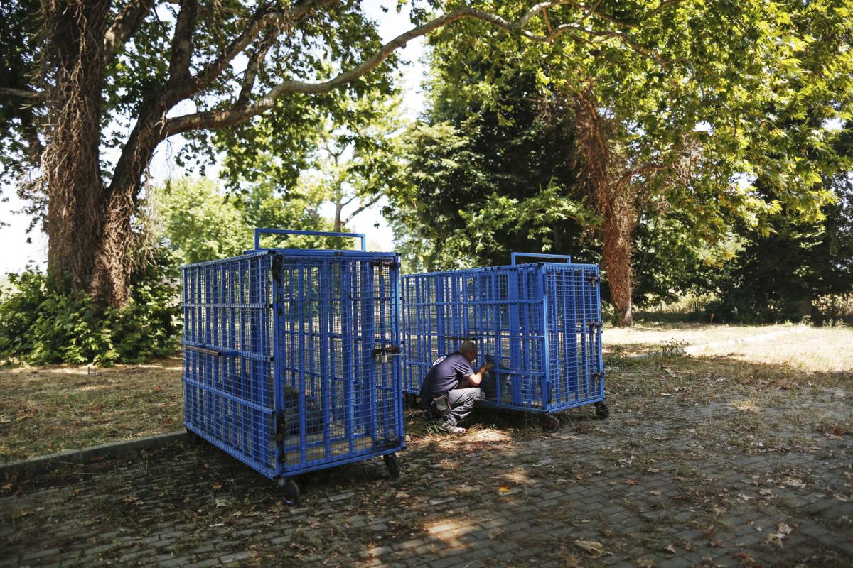 Turkey Syria Zoo Photo Gallery