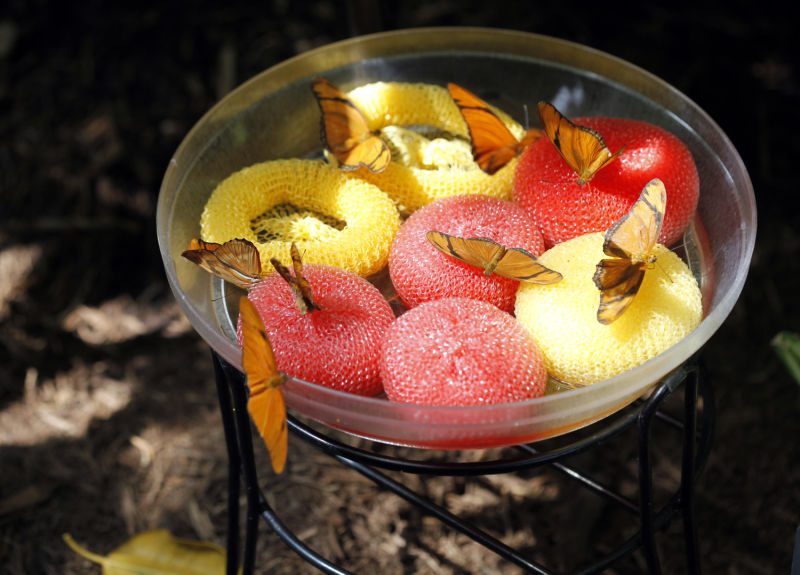 Photos Blooming Butterflies at Olbrich Local News