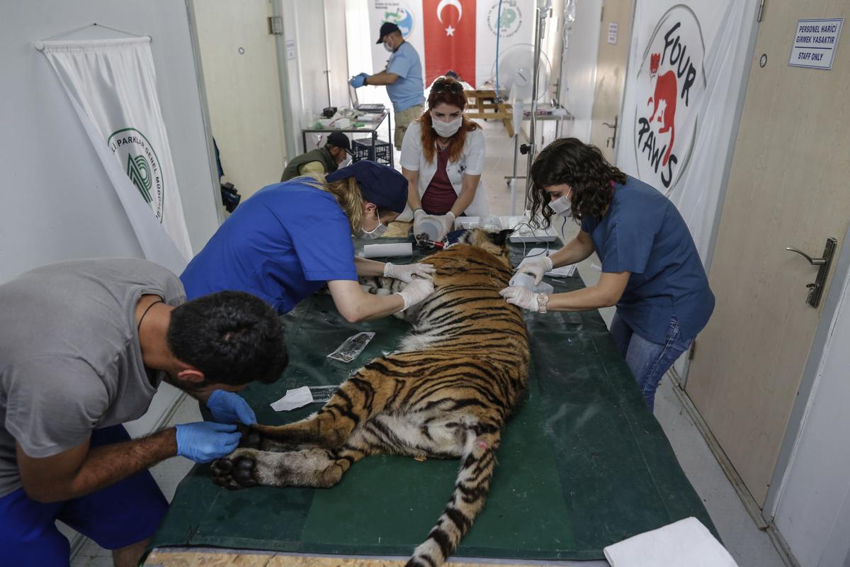 Turkey Syria Zoo Photo Gallery