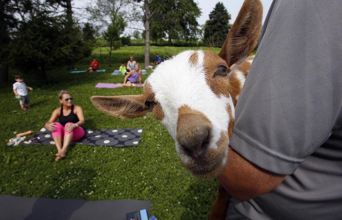 Exchange Goat Yoga