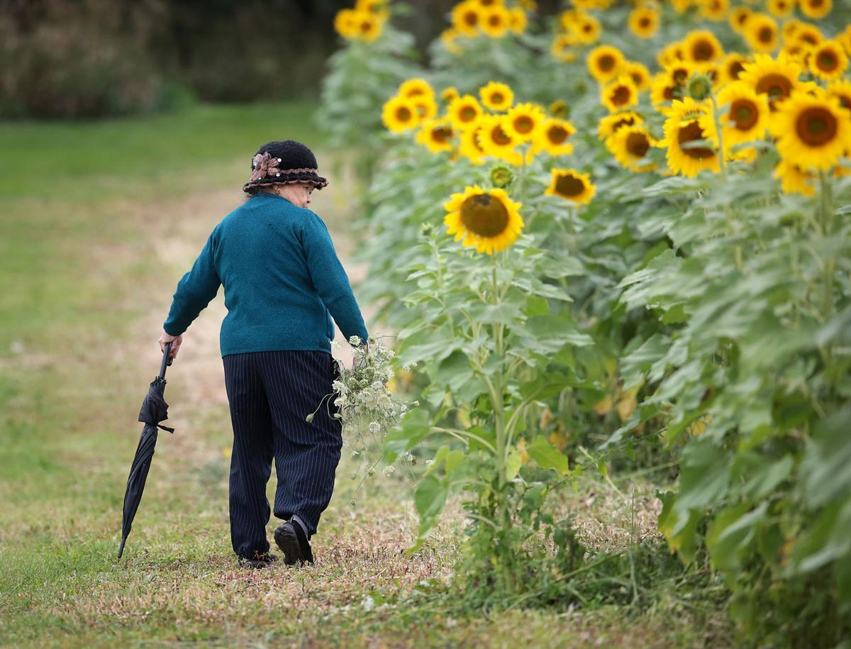 Pope Sunflowers 03-08112017162218