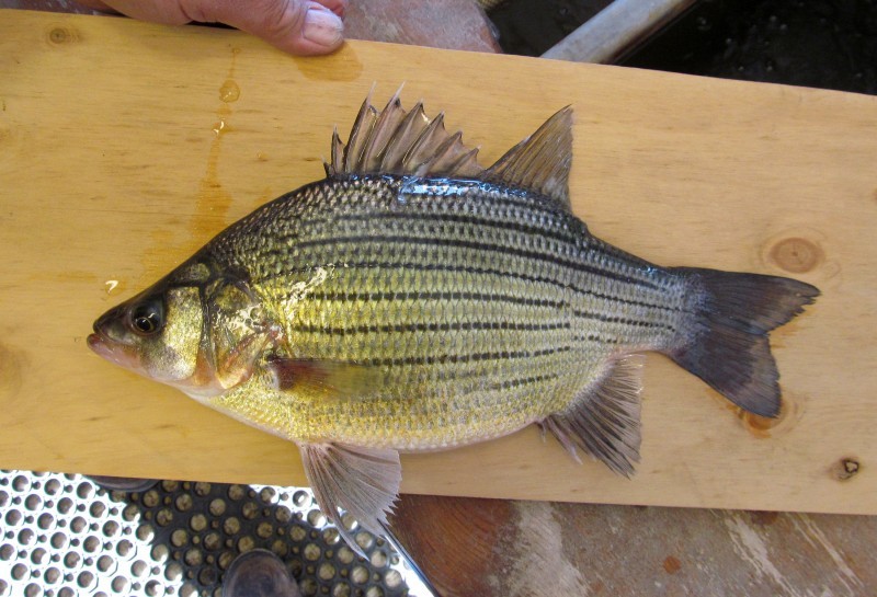 Patrick Durkin Yellow bass qualifies as monster Outdoors host