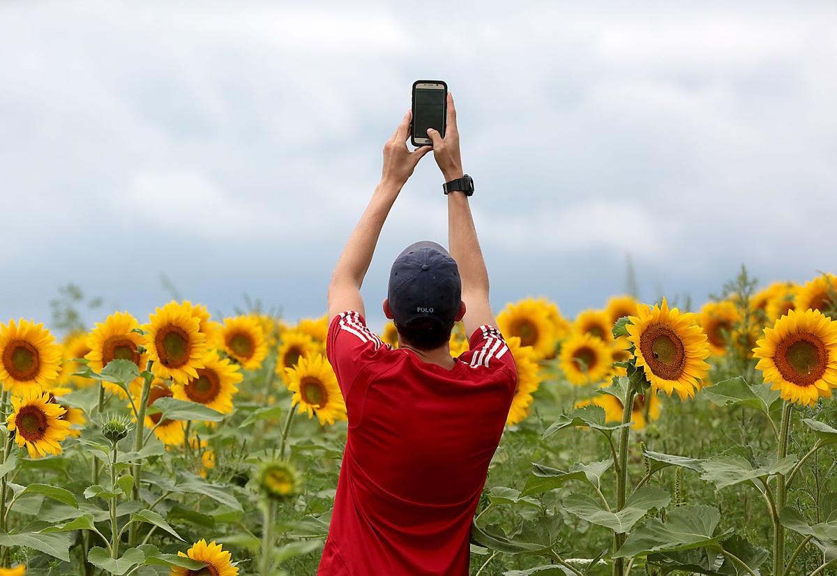 Pope Sunflowers 05-08112017162218
