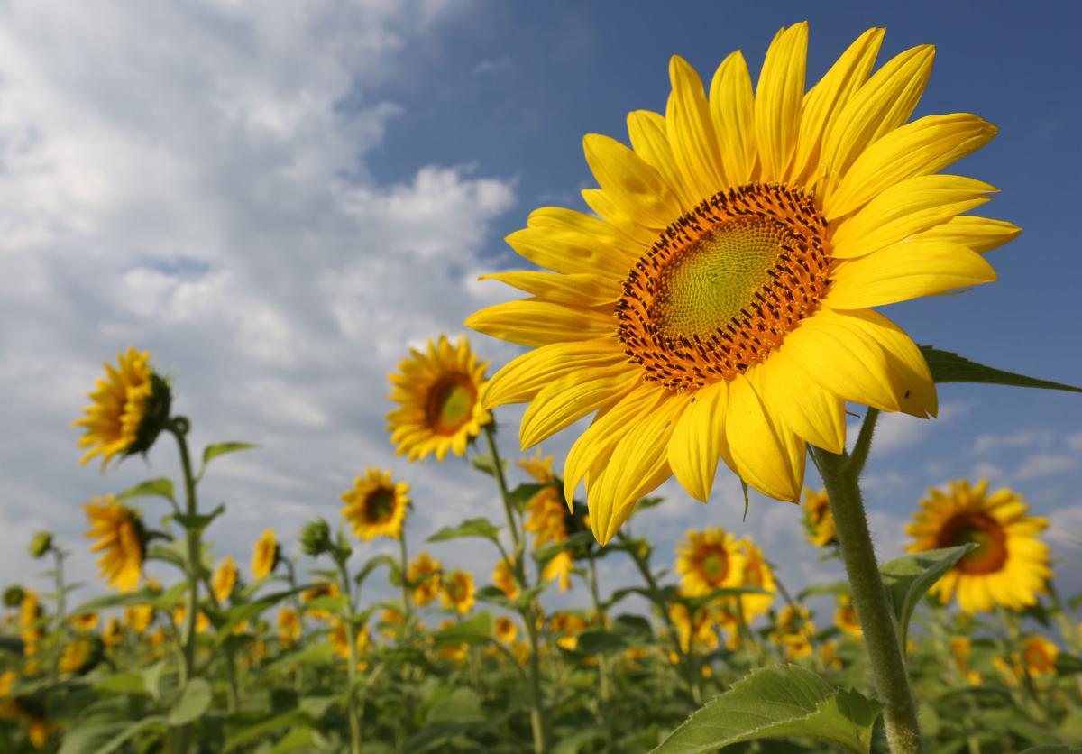 Photos Sunflower Days brighten up a sweltering weekend Local News