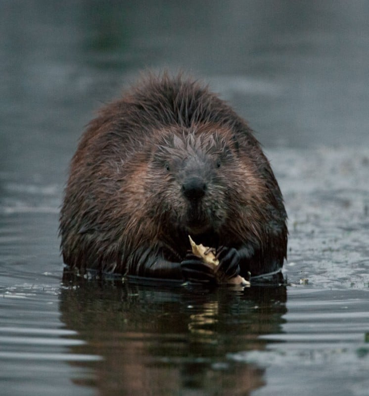 Nolan: Beavers at work on Lake Wingra | Outdoors | host.madison.com