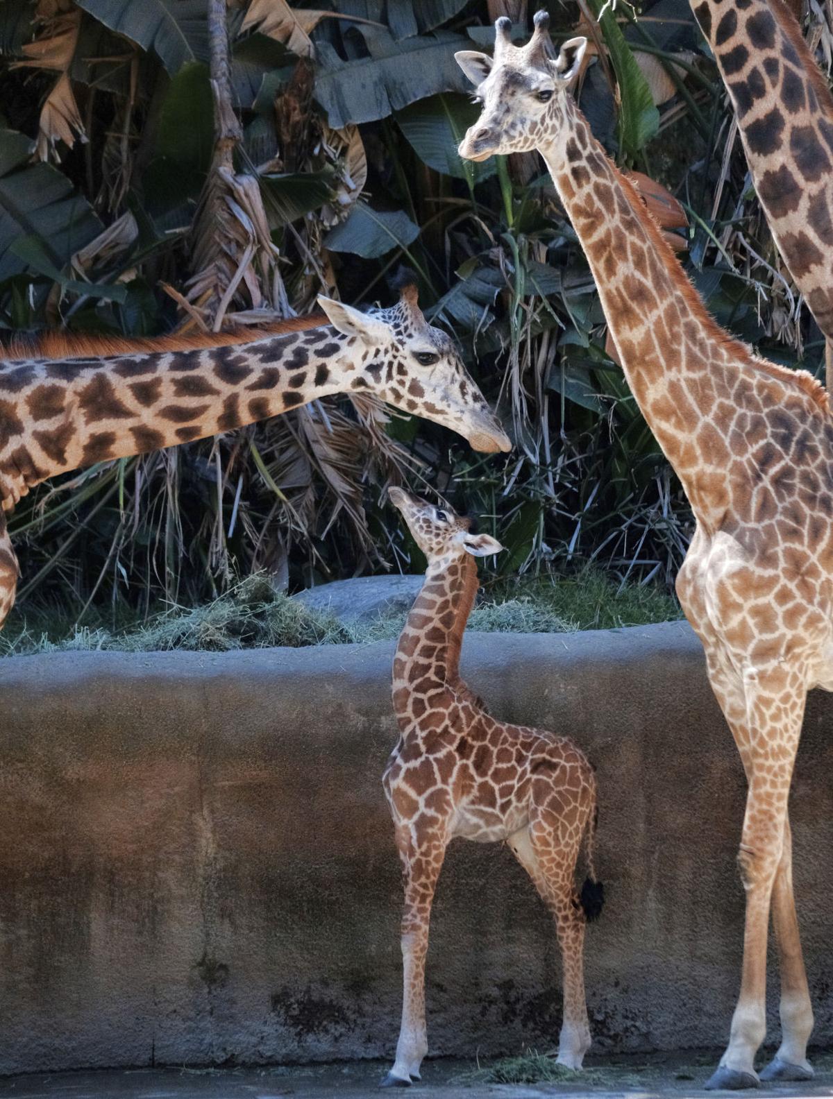 Baby Giraffe