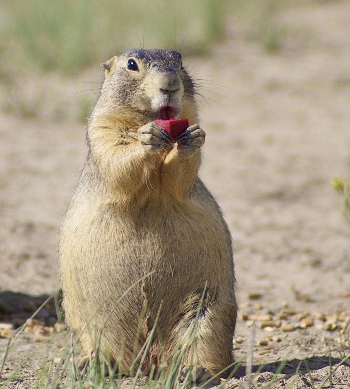 prairie plague prairie dogs protected from plague by vaccine developed in local news host prairie plague prairie dogs protected from plague by vaccine developed in local news host