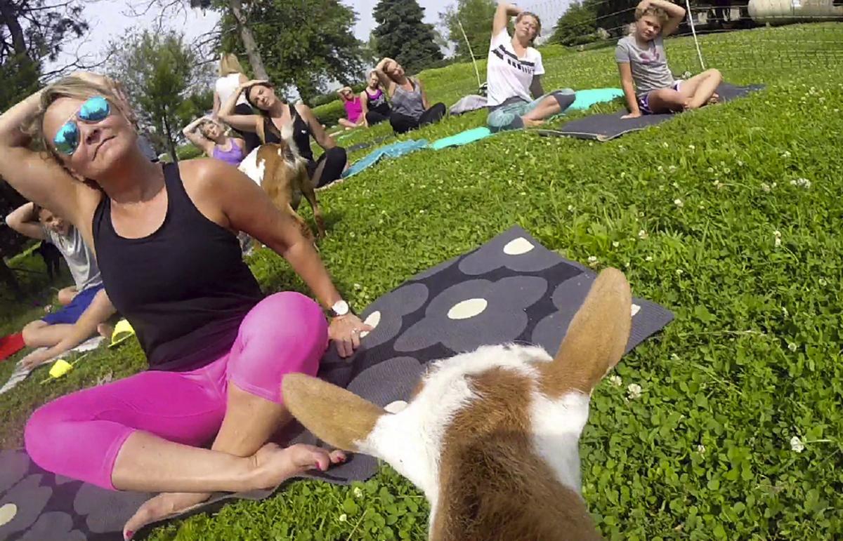 Exchange Goat Yoga