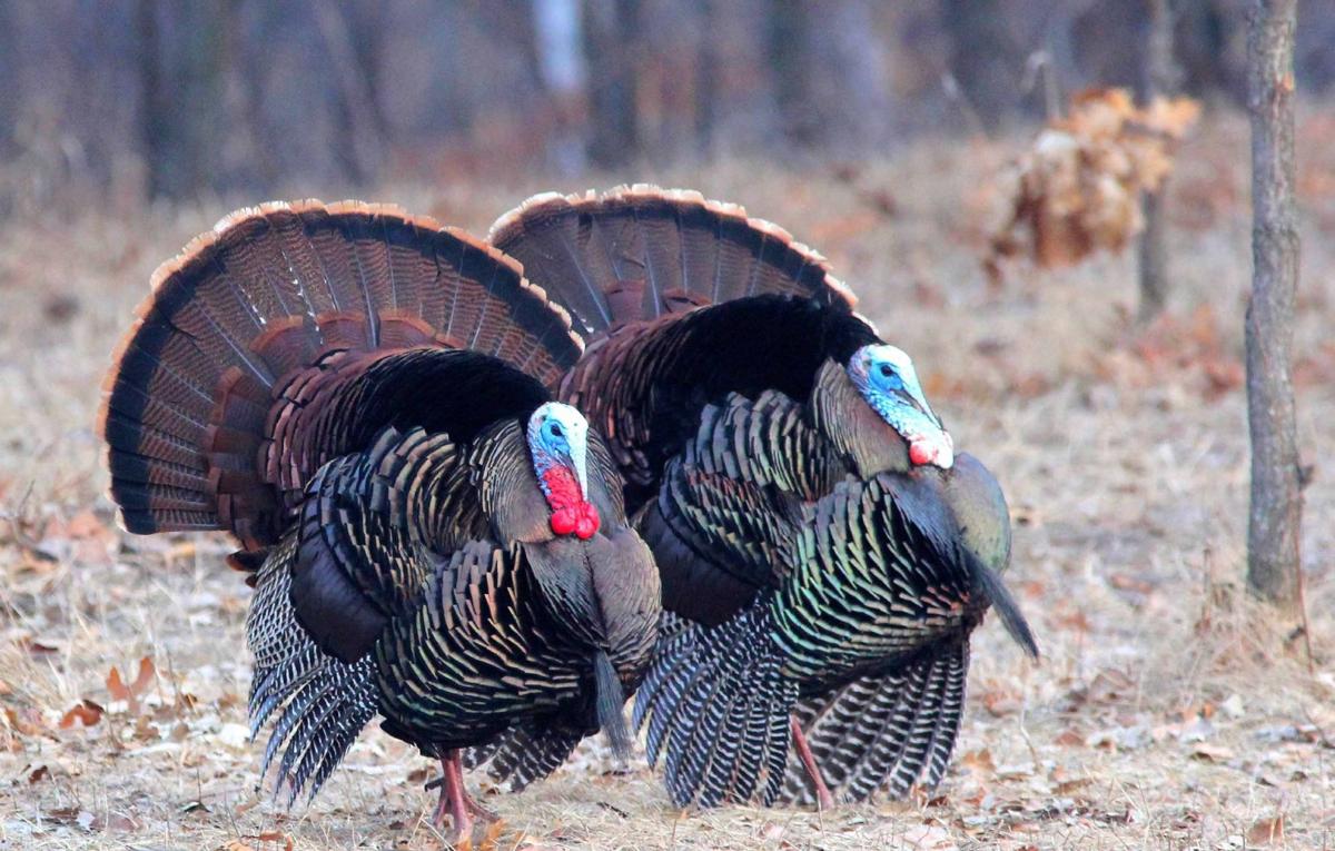 Gary Engberg Spring turkey season arrives in Wisconsin Outdoors