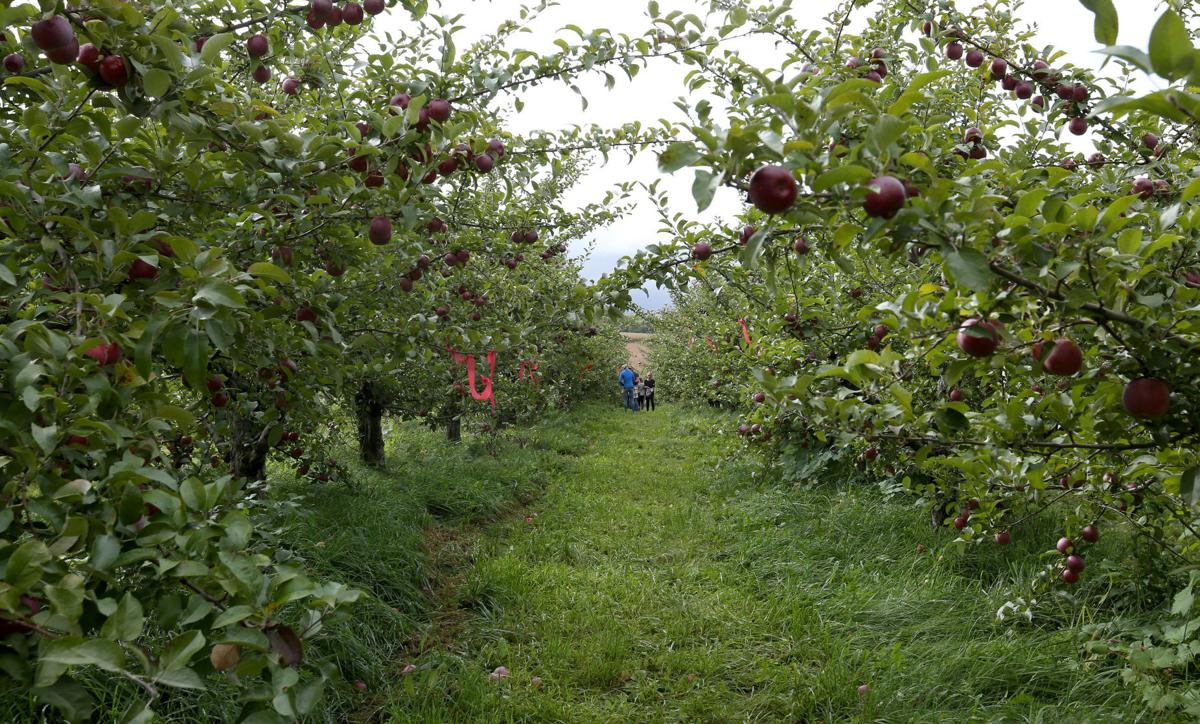 Door Creek Orchard Best Price Ipad Air 32gb Cellular
