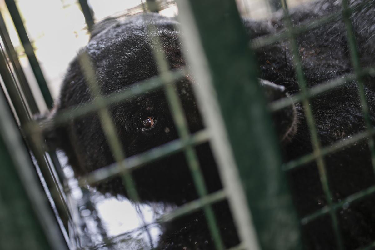 Turkey Syria Zoo Photo Gallery