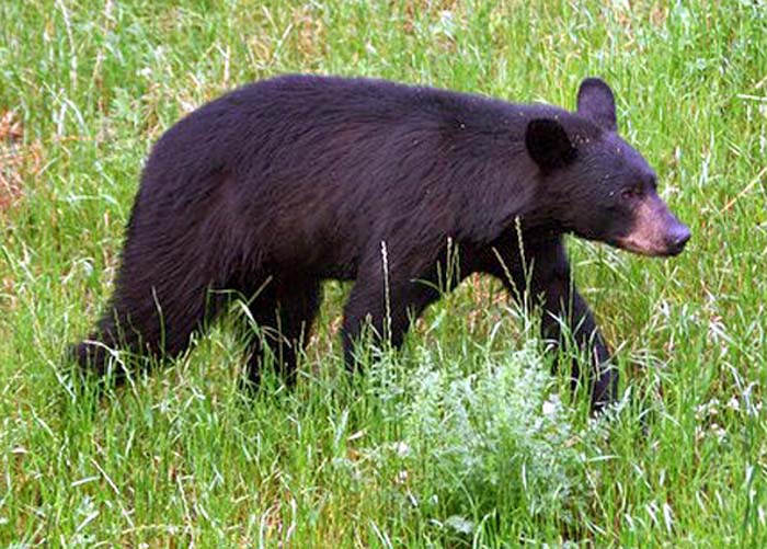 Photo gallery: Looking for signs of black bears in Wisconsin | Local