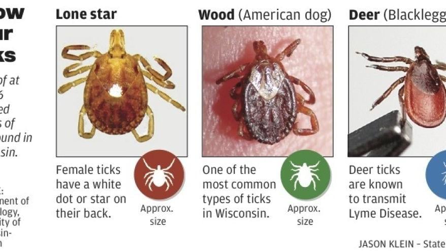 Ticks carry more than Lyme disease to Wisconsin back yards ...