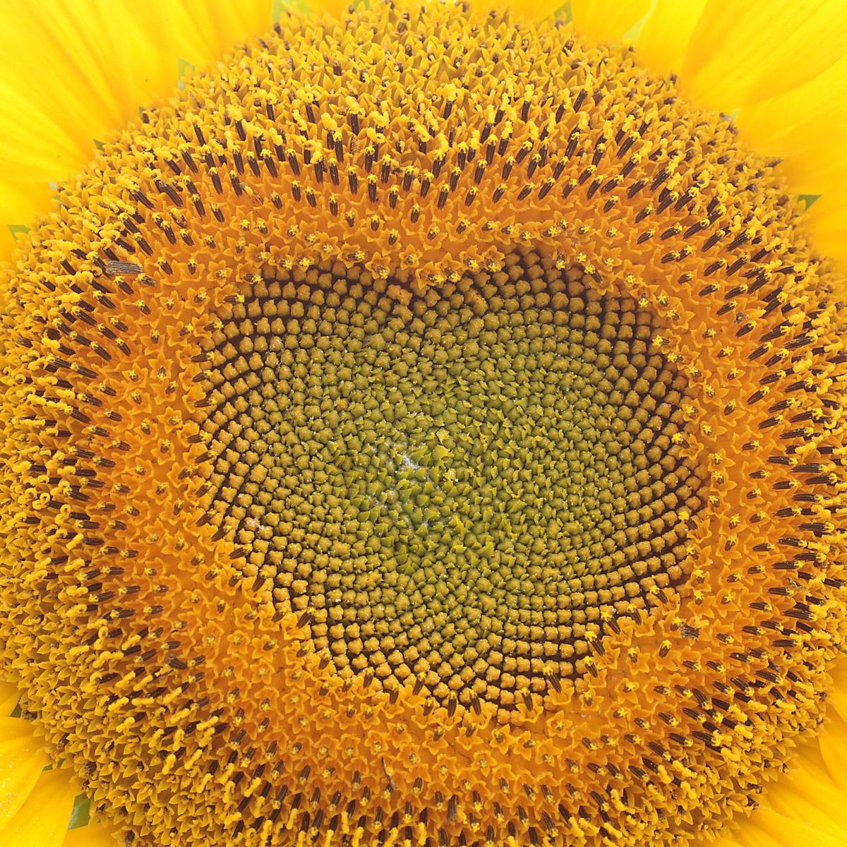 Pope Sunflowers 13