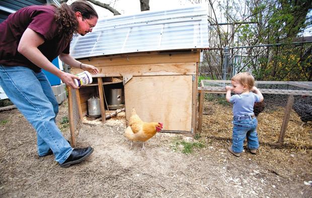 Residents find that raising chickens in backyard yields ...