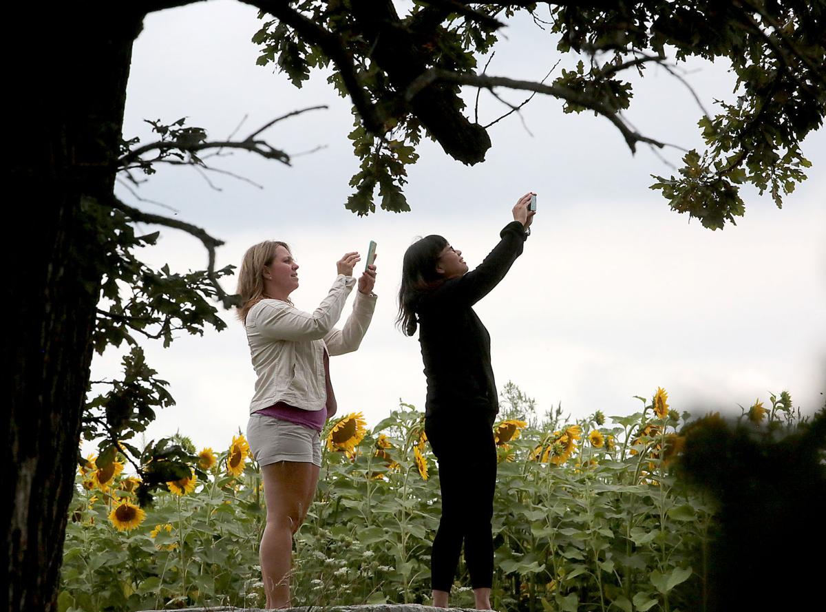 Pope Sunflowers 07-08112017162218