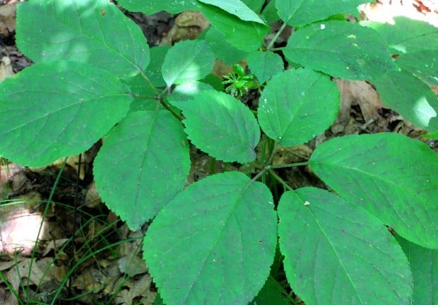 Fields and Forests: Ginseng program, coordination shifted | Outdoors ...