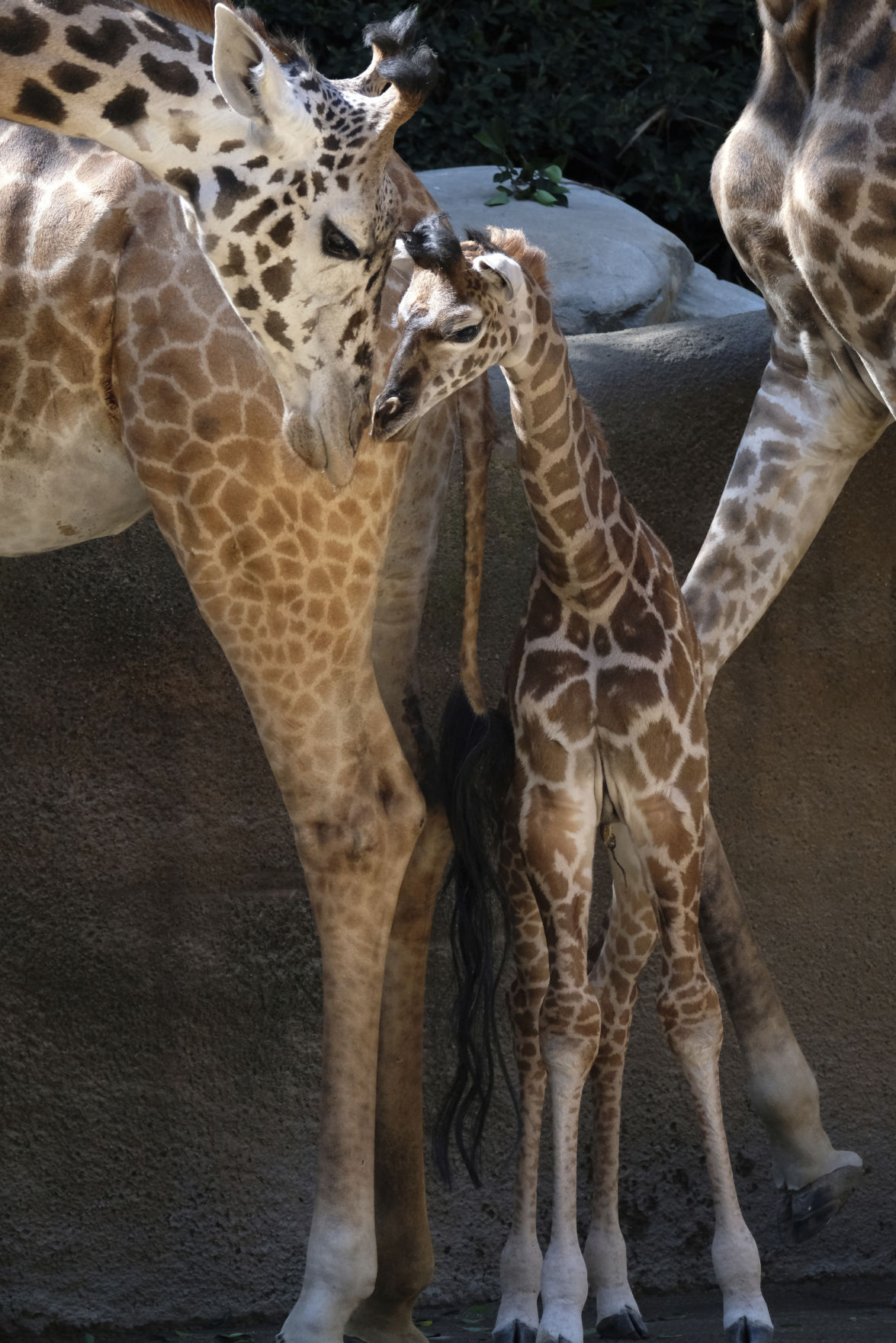 Baby Giraffe