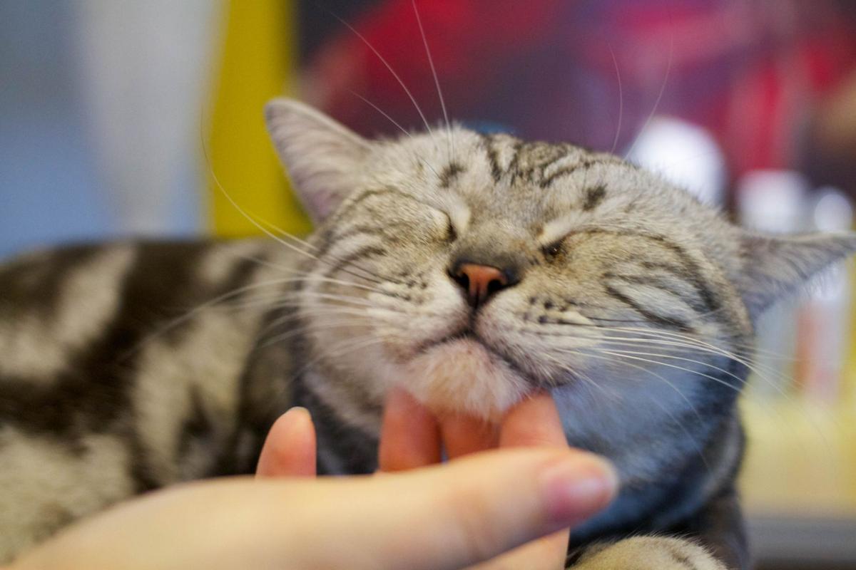 One black coffee and two tabbies, please: Cat Cafe Mad to open on