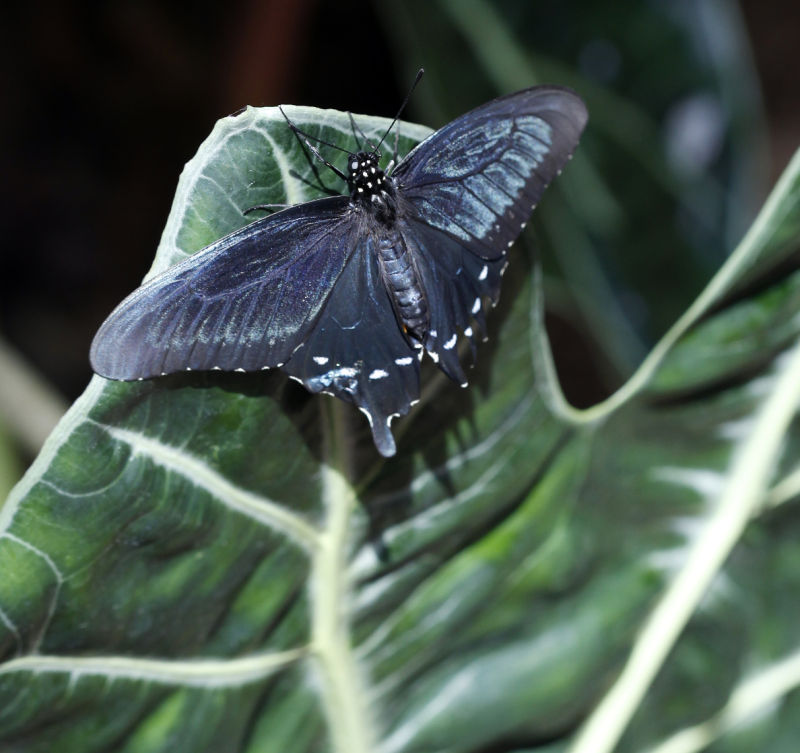Photos Blooming Butterflies at Olbrich Local News
