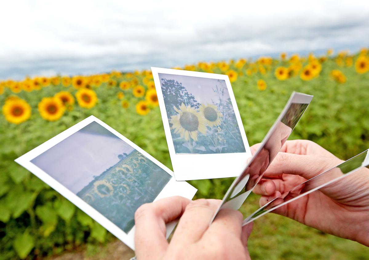 Pope Sunflowers 02-08112017162218